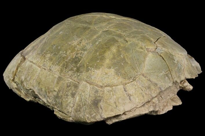 Fossil Tortoise (Stylemys) - Wyoming #143834